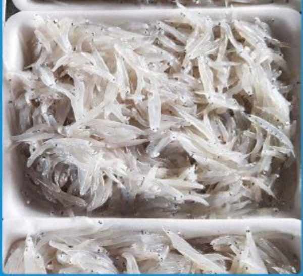 Cá Cơm Mờn Sữa