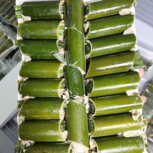 Ốc Nhồi Ống Tre