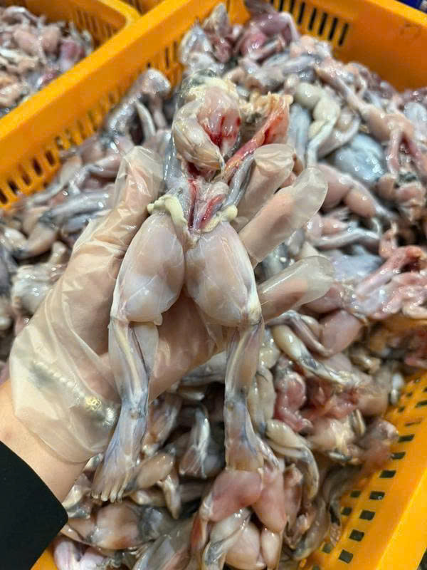Ếch Làm Sạch Nguyên Con