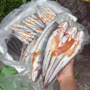 Cá Lóc Ôm Trứng